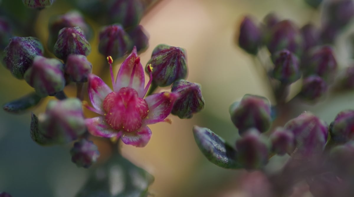 Primer plano de la planta Sedum 'Blue Elf' con tallos que son cortos, resistentes y se ramifican desde la base para sostener pequeñas flores rosadas en forma de estrella.