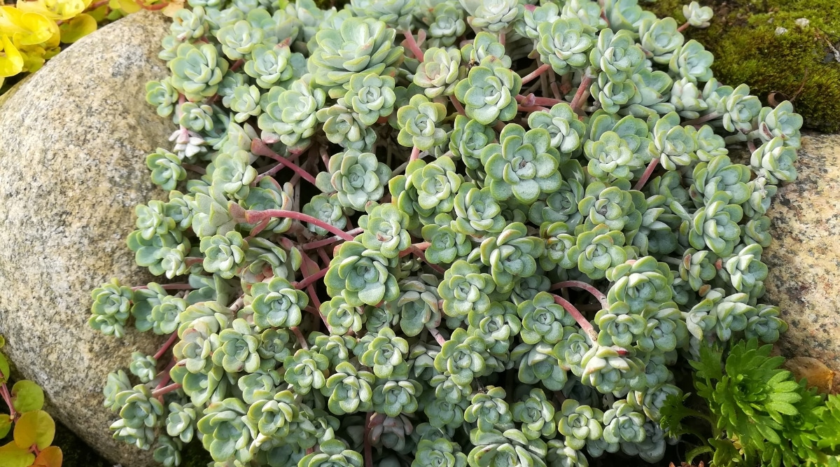 Sedum 'Cape Blanco' con hojas carnosas de color verde azulado dispuestas en forma de roseta.  Estas hojas se elevan sobre delgados tallos rojos.  Crece en el centro de grandes piedras blancas.