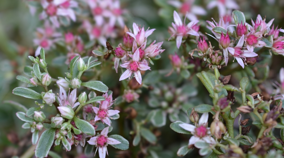 Primer plano de Sedum 'Tricolor' con hojas pequeñas, carnosas y triangulares que son verdes con márgenes rosados.  Sus tallos son delgados y alargados, y producen pequeñas flores rosadas en forma de estrella que crecen en racimos en las puntas de las ramas.