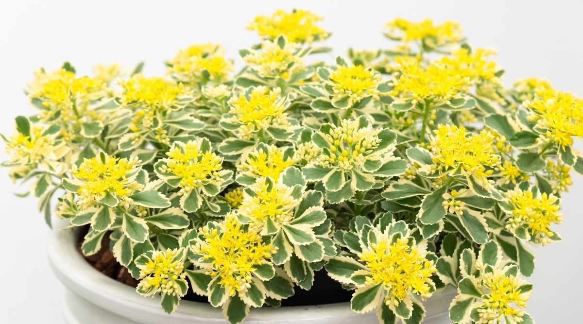 Esta planta suculenta de bajo crecimiento tiene hojas gruesas y carnosas que están abigarradas con colores verde, amarillo y crema.  Produce racimos de pequeñas flores amarillas en forma de estrella.  Se cultiva en maceta blanca.
