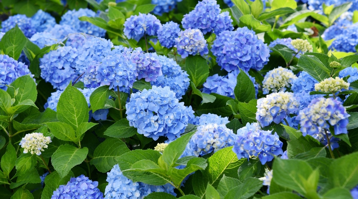 Un primer plano revela grupos de hortensias azules vibrantes, sus delicados pétalos forman un tapiz de belleza azul.  Las exuberantes hojas verdes brindan un sorprendente contraste, creando una combinación armoniosa de colores que cautivan la vista.