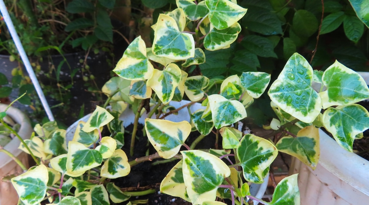 La planta Waxy Ivy presenta tallos gruesos y resistentes que se retuercen y giran con elegancia.  Sus hojas son brillantes, cerosas, de color verde oscuro y de color amarillo.  Otras plantas verdes lo rodean, brindando un exuberante telón de fondo que acentúa su belleza natural.