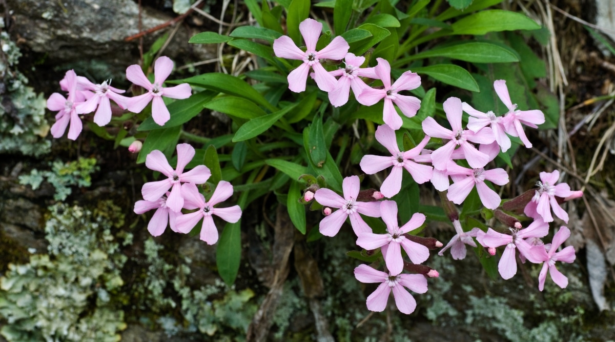 La planta Wild Pink, anidada en la madera vieja, exhibe encantadoras flores rosadas con delicados pétalos.  Las hojas verdes y delgadas tienen forma de lanza y forman un arreglo elegante alrededor de las flores vibrantes.