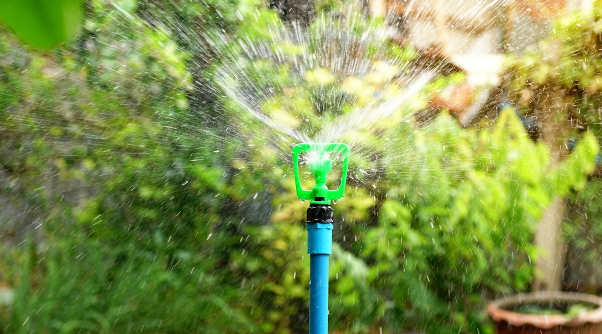Primer plano de un riego de jardín con un rociador de jardín.  El rociador de jardín es una manguera azul montada verticalmente con una boquilla verde que rocía agua.