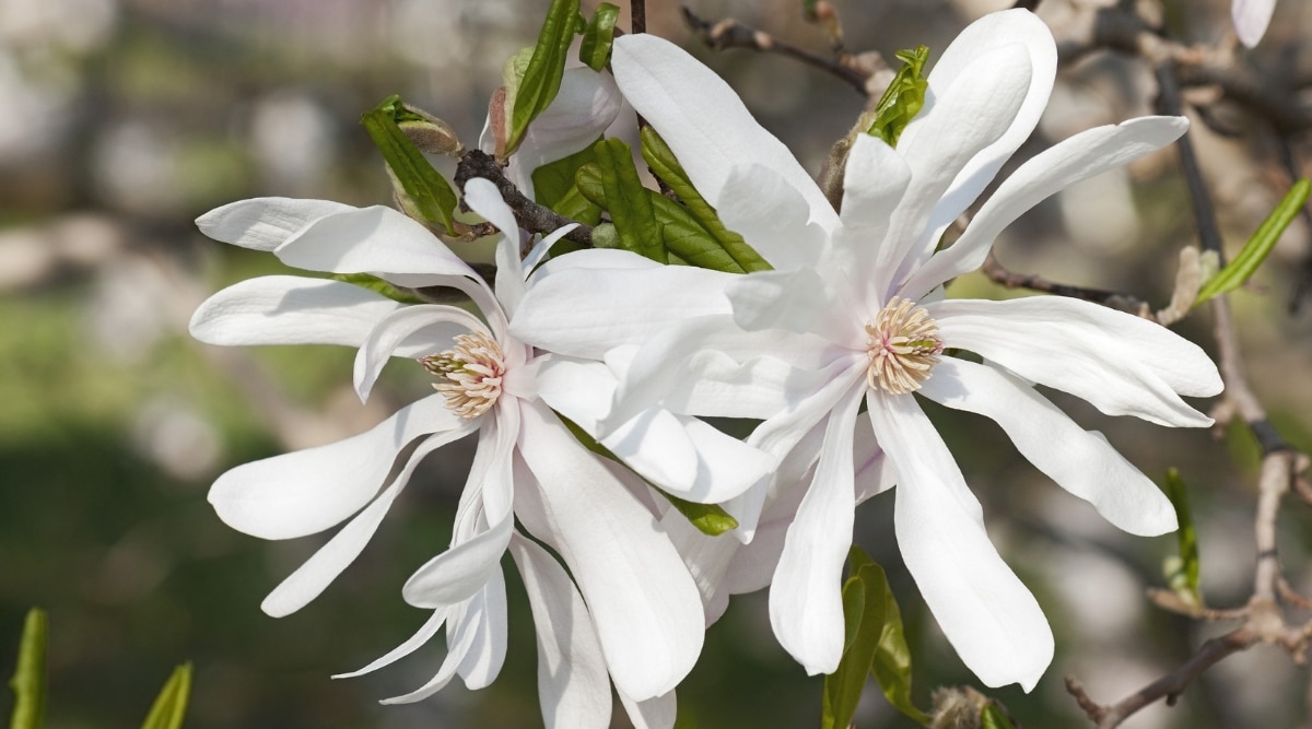 Esta imagen muestra un primer plano de una flor Star Magnolia con sus hojas.  La flor tiene un color blanco cremoso con toques de rosa y los pétalos están ligeramente curvados, lo que le da un aspecto suave y delicado.  Las hojas son delgadas y de color verde intenso.