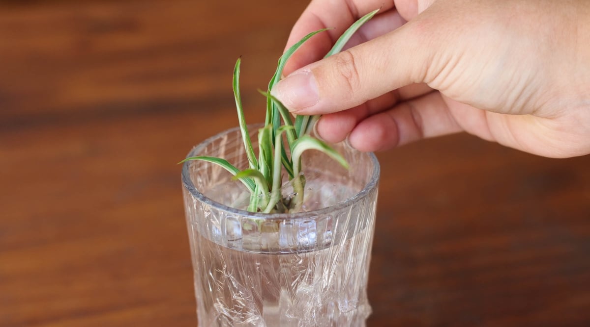 La planta araña joven, con sus hojas verdes vibrantes, se coloca en el vaso lleno de agua cubierto con plástico.  La mano de un hombre cuida cuidadosamente la planta, alimentando su crecimiento.  El vaso está cuidadosamente colocado sobre una mesa marrón.