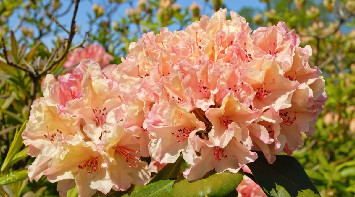 Un primer plano de Rhododendron 'September Song', con racimos de flores pálidas exquisitas, que forman un ramo cautivador.  Cada racimo contiene numerosas flores, sus delicados pétalos están dispuestos en una unidad armoniosa.  Las hojas, exuberantes y abundantes, brindan un telón de fondo verde que acentúa el encanto de las flores.