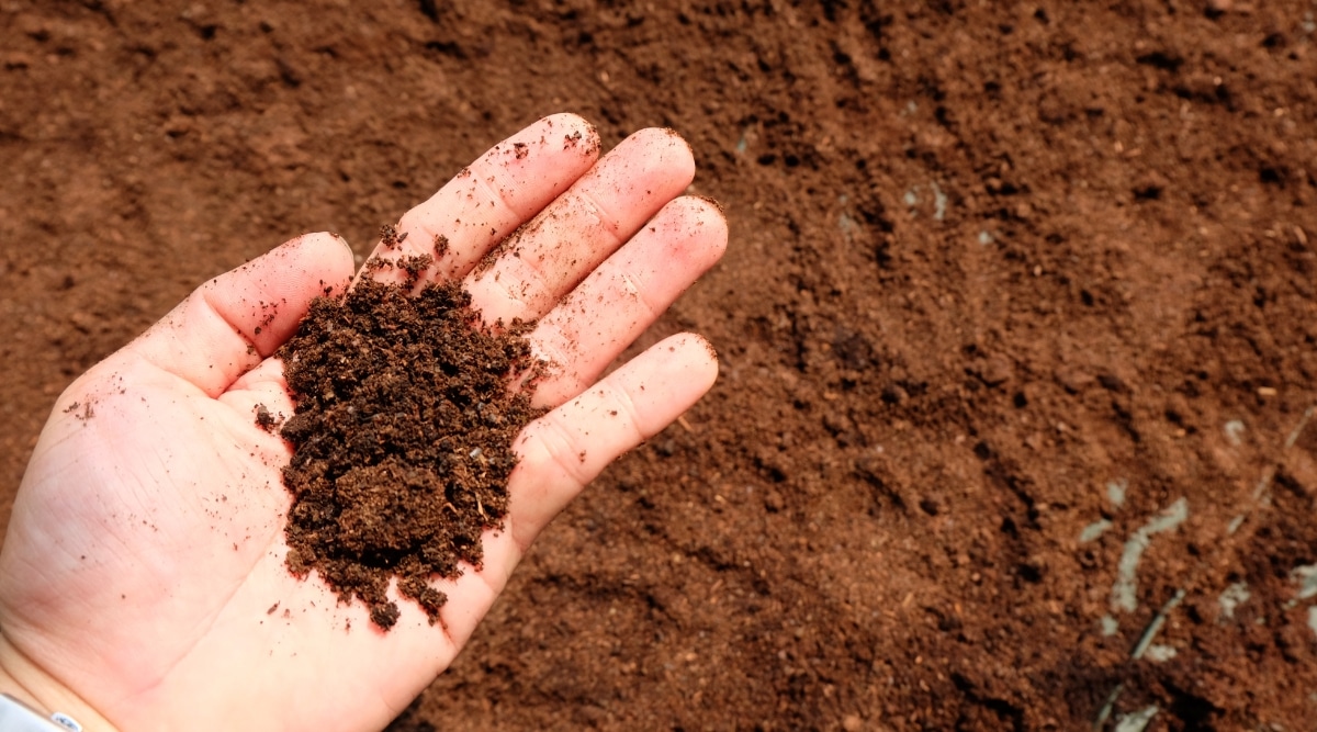 Ubicado dentro de la palma de la mano de un hombre, los granos de café son de grano fino.  El rico color marrón de los suelos complementa la calidez de la mano que los sostiene.  Debajo de la mano, descansan más posos de café, esperando su propósito.