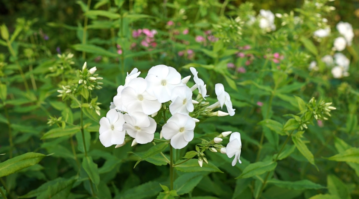 La planta David muestra impresionantes flores blancas en plena floración, sus delicados pétalos irradian un puro  elegancia.  Las hojas, de un rico tono verde, exhiben una textura suave y puntas puntiagudas, que complementan con gracia los tallos delgados que sostienen las flores.