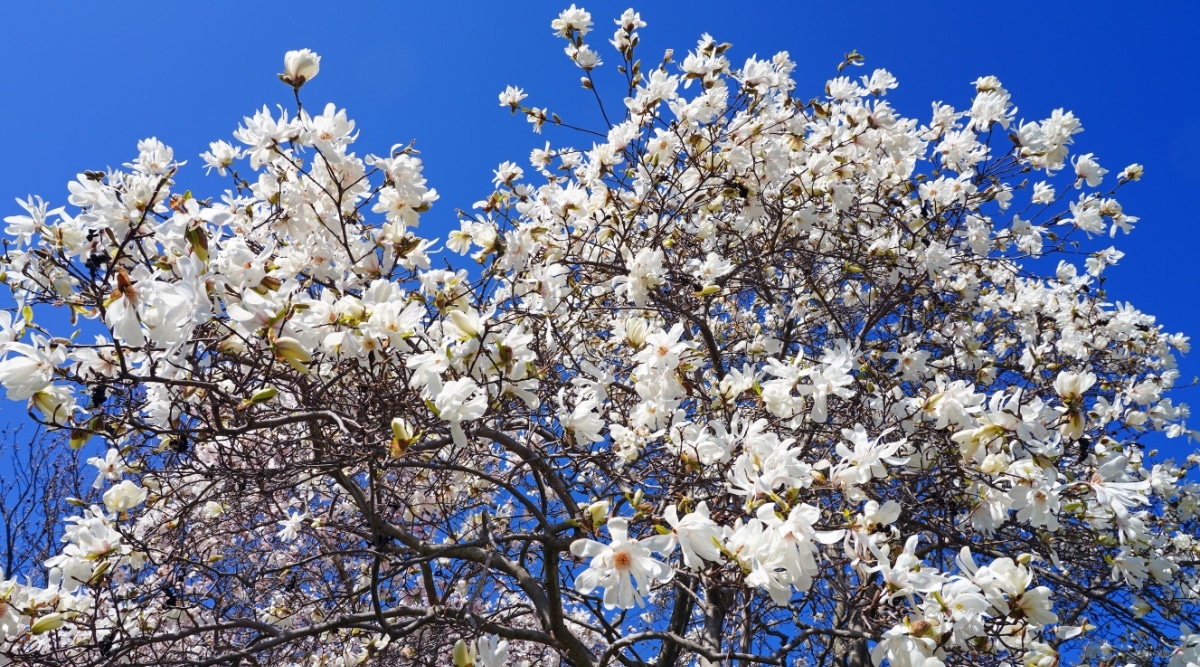 Esta impresionante imagen muestra las ramas de un árbol Star Magnolia cubiertas de flores blancas contra un cielo azul claro.  Las flores tienen un aspecto suave y delicado, y las ramas son finas y retorcidas.  El cielo azul de fondo ofrece un hermoso contraste con las flores blancas.
