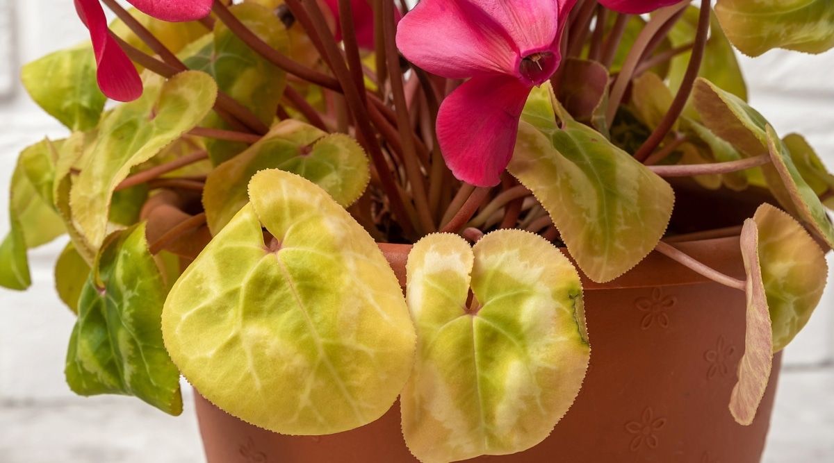 Un primer plano de una planta Cyclamen con tallos delgados que sostienen hermosas hojas de color verde claro y delicadas flores rosas.  La planta está cuidadosamente colocada en una maceta grande de color marrón terroso, lo que aumenta su atractivo visual.