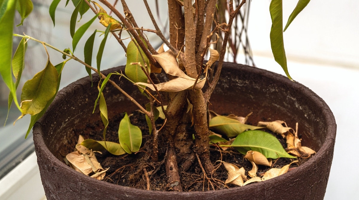 Primer plano de una planta de Ficus con hojas marchitas y caídas debido a la falta de agua.  Ficus tiene tallos verticales secos y hojas lisas ovaladas de color verde pálido y marrón claro.