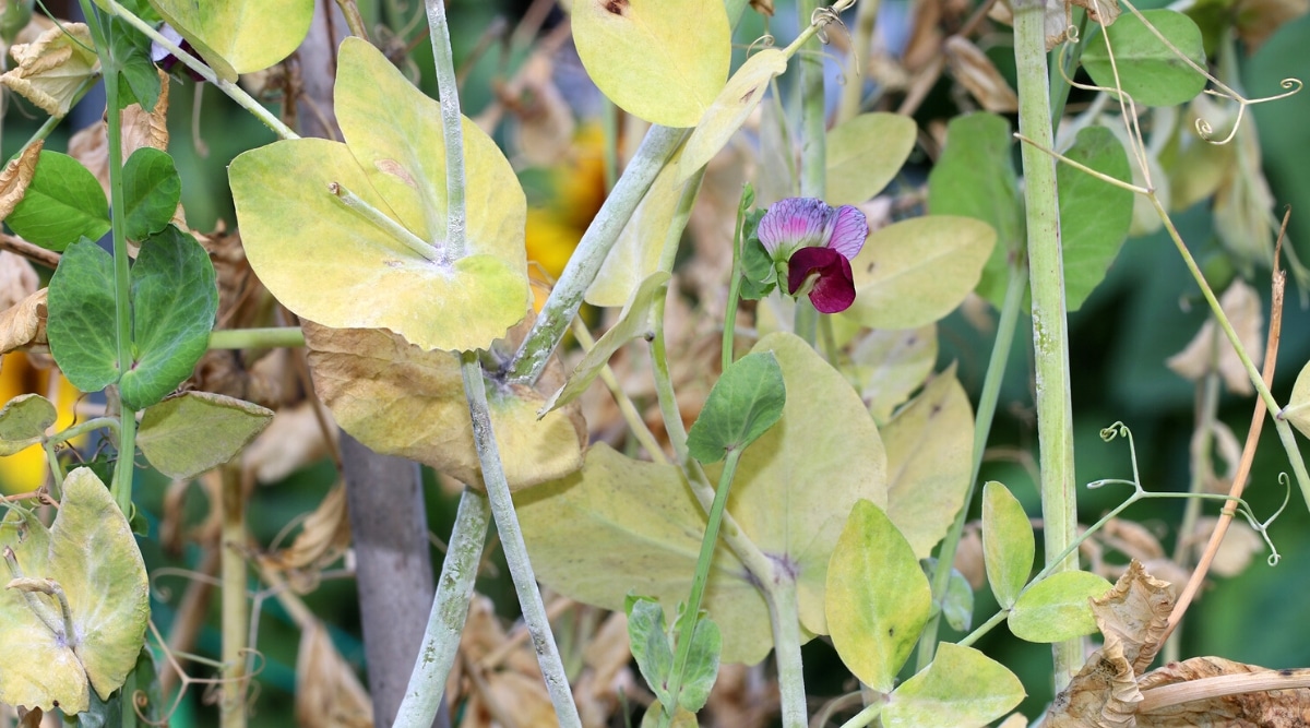 Planta enredadera con hojas amarillentas que tienen una capa de polvo blanco sobre las hojas.