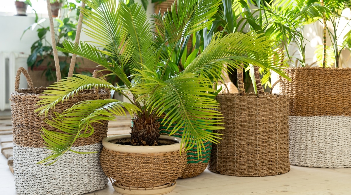 Fila de cinco jardineras de canasta con un pequeño árbol en la canasta central.  El árbol tiene una base corta, gruesa y puntiaguda con hojas de palma grandes y de color verde brillante.