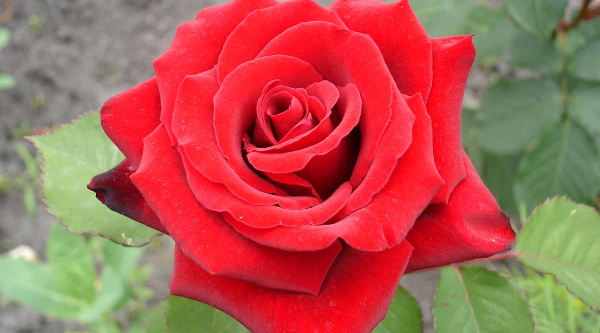 Primer plano de una rosa floreciente 'Porque ella sirvió' contra un fondo borroso de follaje compuesto pinnadamente verde oscuro.  La flor de rosa es grande, de color rojo oscuro con pétalos curvados hacia atrás.