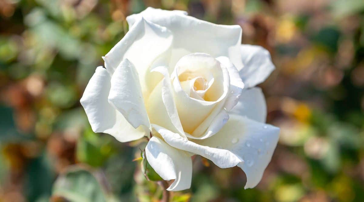 Primer plano de una rosa floreciente 'Honor' contra un fondo borroso en un jardín soleado.  La flor es grande, elegante, bellamente formada, con pétalos blancos como la nieve.