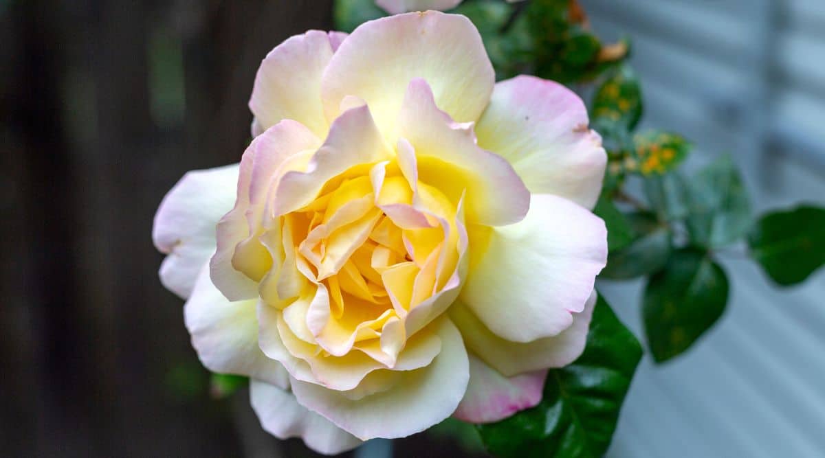 Primer plano de una rosa floreciente de 'Paz' contra un fondo borroso.  La flor es grande, exuberante, la forma clásica de una rosa híbrida de té, doble, con pétalos ondulados con una mezcla de flores de color crema, rosa suave y amarillo pálido.
