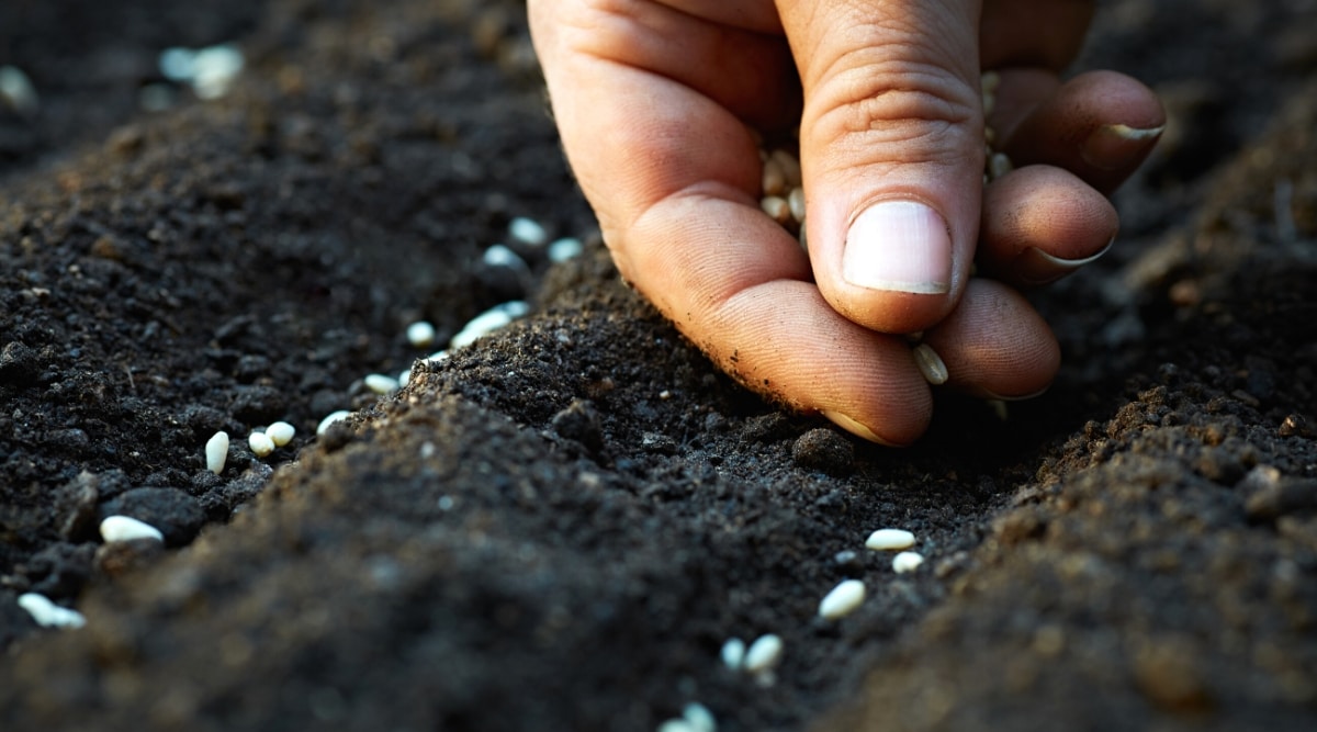 Cerca de una mano sostenga las semillas y plantelas en la tierra en filas.
