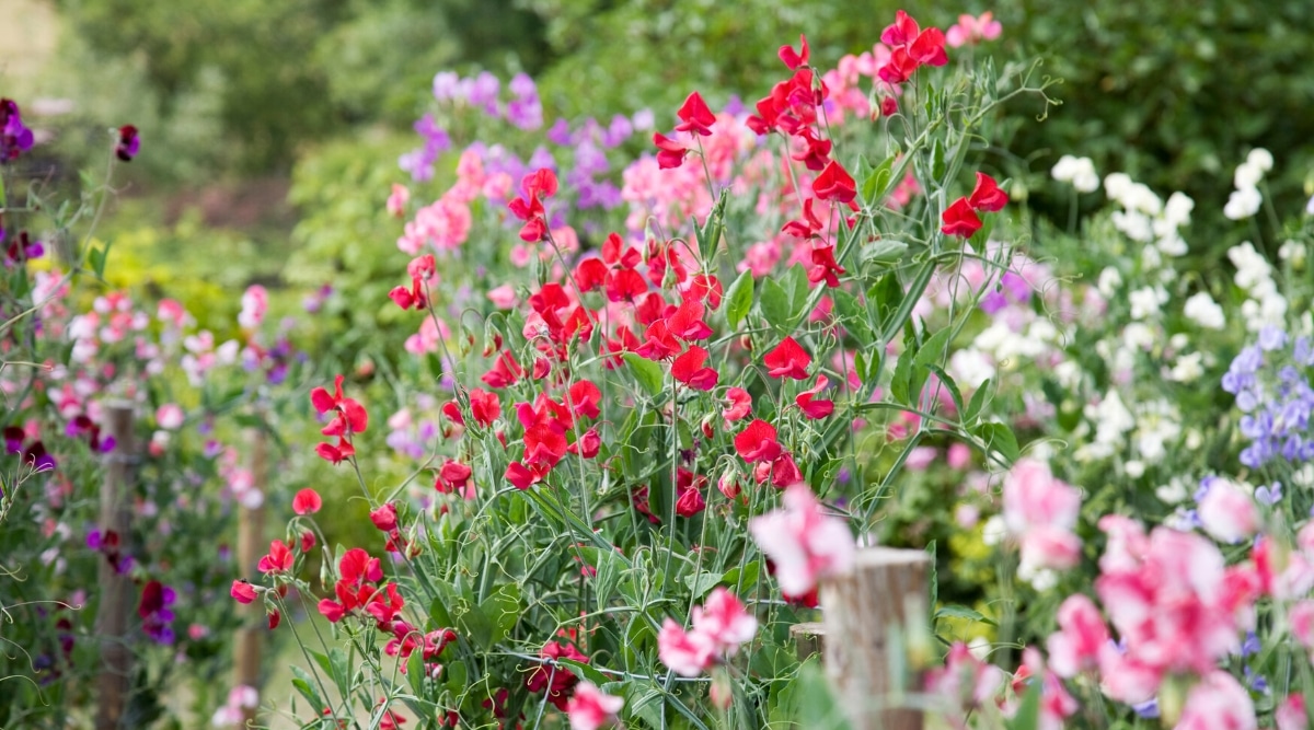 Varios arbustos con flores rojas, rosas y moradas creciendo en ellos en un jardín.