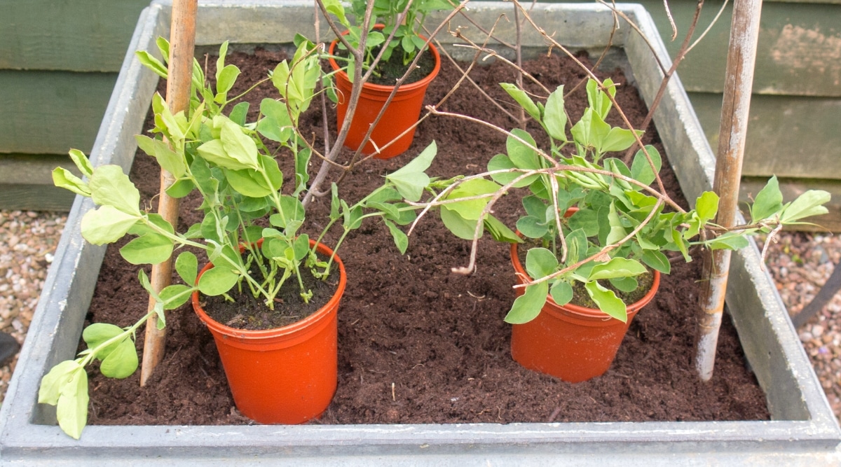 Tres pequeñas macetas anaranjadas con pequeñas plantas verdes en ellas, descansando en una cama de jardín más grande, preparándose para ser plantadas.