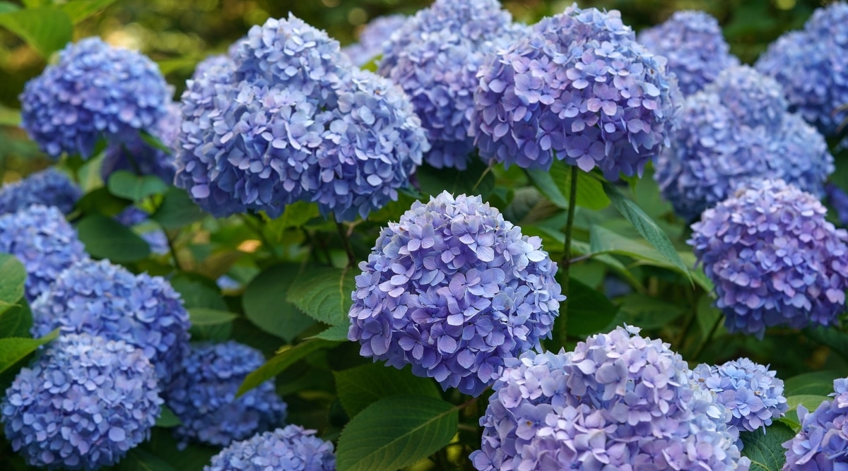 Un primer plano de las flores de hortensia 'BloomStruck' que tienen pétalos de un azul suave, creando un contraste cautivador con las exuberantes hojas verdes.  Las hojas son grandes y onduladas, con colores verde intenso que le dan un ambiente refrescante.