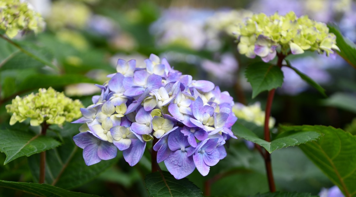 Se presenta un primer plano de las flores de Hortensia 'BloomStruck'.  Las flores son de un hermoso tono púrpura y sus pétalos están densamente agrupados.  Los tallos son robustos y rojos, y brindan soporte a las flores.  Las hojas son de color verde brillante y tienen una superficie lisa, lo que las convierte en un telón de fondo ideal para las flores.