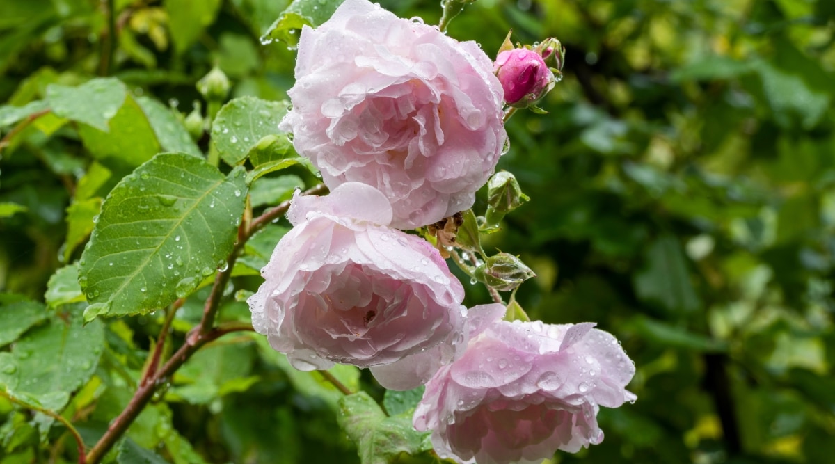 Un primer plano de Blush Noisette revela tres rosas rosadas en flor, una de las cuales aún espera abrir sus pétalos.  Las hojas verdes vibrantes brillan con la humedad, al igual que los delicados pétalos de las rosas.  En el fondo borroso, las exuberantes hojas verdes de otras plantas crean un tapiz verde.
