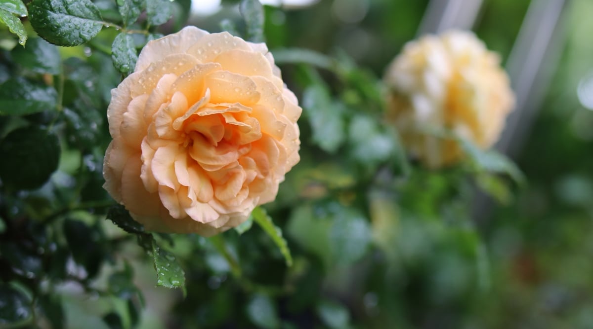 Un primer plano de Rosa 'Perle d'Or' revela una magnífica flor de naranja, sus capullos en plena floración.  Las hojas de color verde oscuro que lo rodean están adornadas con gotas de agua, lo que les da un aspecto fresco y húmedo.  En el fondo, otra 'Perle d'Or' se desdibuja suavemente, creando una composición armoniosa.