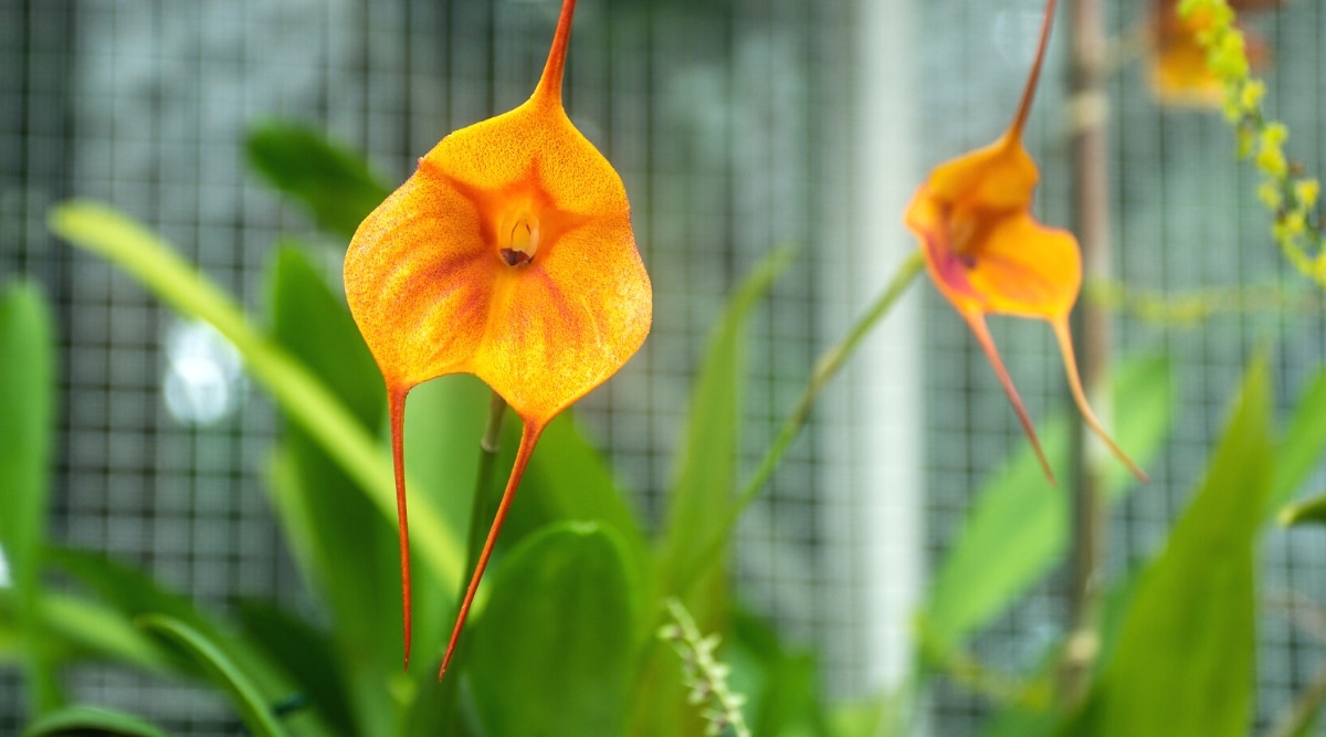 Colorida orquídea Drácula sobre un fondo borroso de follaje verde.  La flor es de tamaño mediano, de color naranja brillante, consta de tres sépalos fusionados con extremos delgados, alargados, ahusados ​​y puntiagudos.