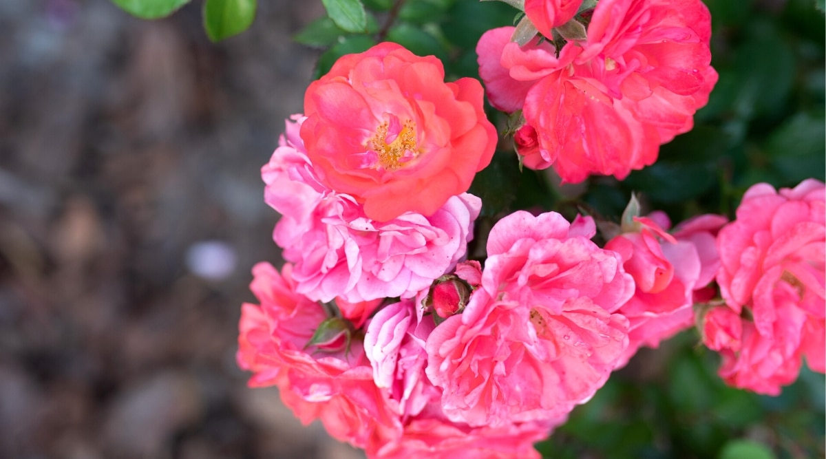 Vista superior, primer plano de una rosa floreciente 'Coral Drift' en un jardín, contra un fondo de suelo borroso.  La planta produce profusas flores dobles en un hermoso tono rosa salmón cálido.  Las flores tienen una forma hermosa, digna de un jarrón.