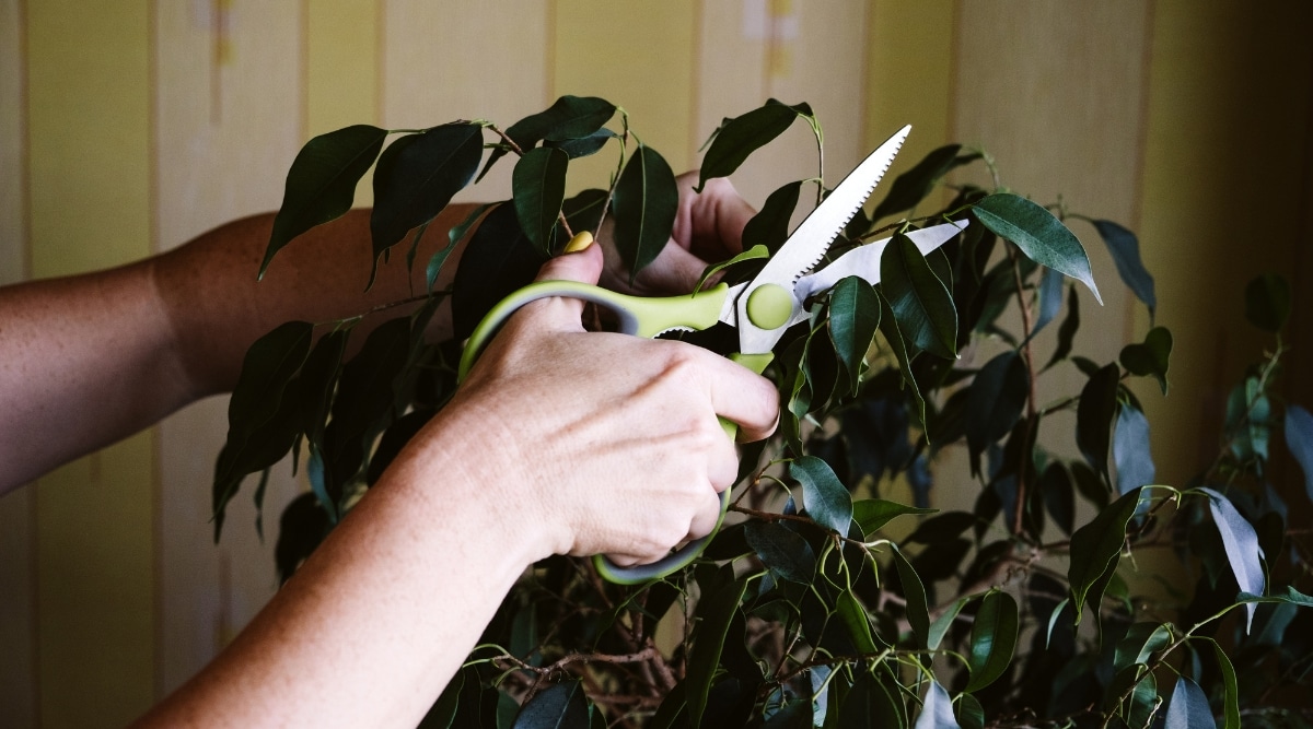 La mano de una mujer agarra firmemente un par de tijeras verdes, recortando diligentemente las hojas de una planta.  Las hojas de color verde oscuro se destacan sobre el fondo de un papel tapiz de rayas amarillas, lo que sugiere un entorno interior acogedor.