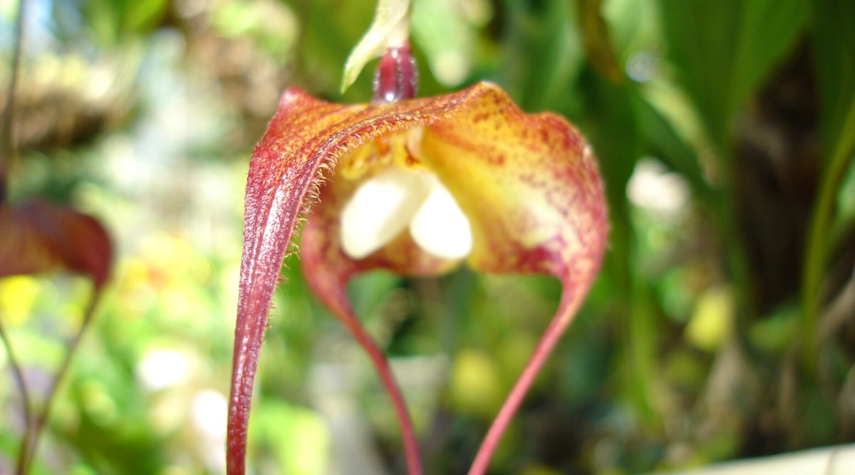 Primer plano de una flor de orquídea 'Bella' contra un fondo borroso en un jardín soleado.  Flor de tamaño mediano, caída hacia abajo, con tres sépalos amarillos fusionados cubiertos de un moteado rojo oscuro.  Los sépalos están cubiertos de pequeños pelos blancos.