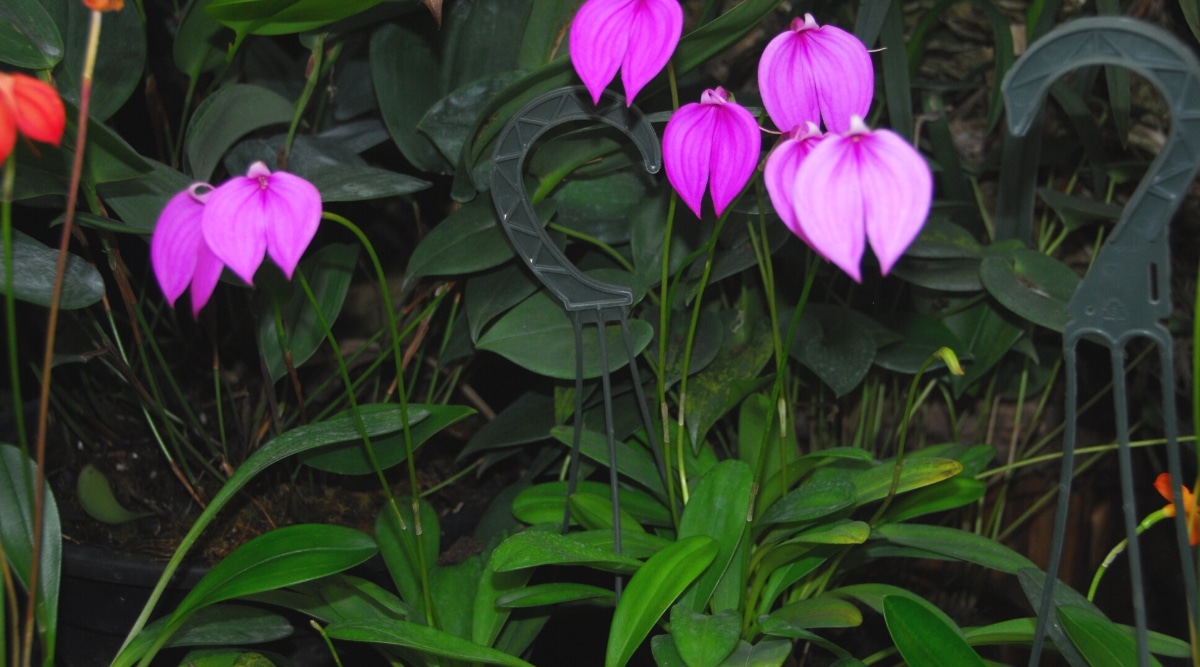 Primer plano de una orquídea Drácula que florece en macetas en un invernadero.  Las orquídeas tienen rosetas de hermosas hojas alargadas, ovaladas, de color verde oscuro y espigas de flores altas con flores solitarias de color púrpura brillante.  Las flores consisten en dos sépalos ubicados debajo y pequeños labelos de color rosa pálido en la parte superior de la flor.
