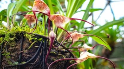 Descripción general de la orquídea Drácula