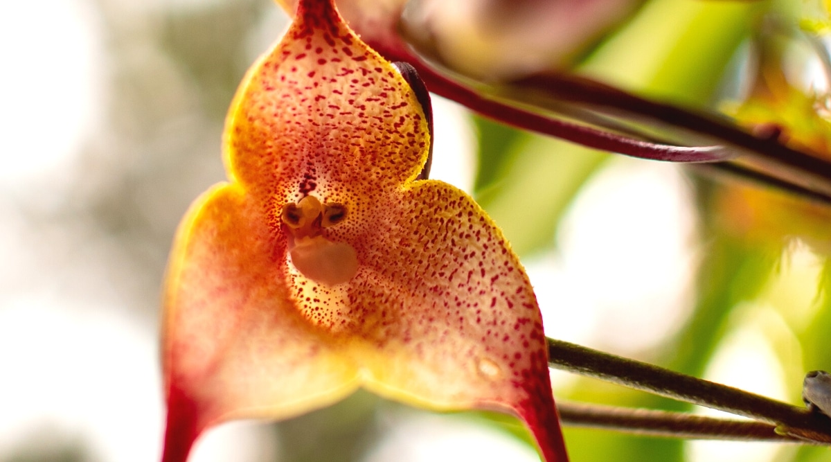 Un primer plano de una orquídea Drácula Simia iluminada por la luz del sol, contra un fondo borroso de un jardín verde.  la flor es grande, solitaria, tiene tres sépalos triangulares con puntas delgadas, puntiagudas, estrechas y largas.  Los sépalos son de color amarillo pálido con pequeños puntos rojos.