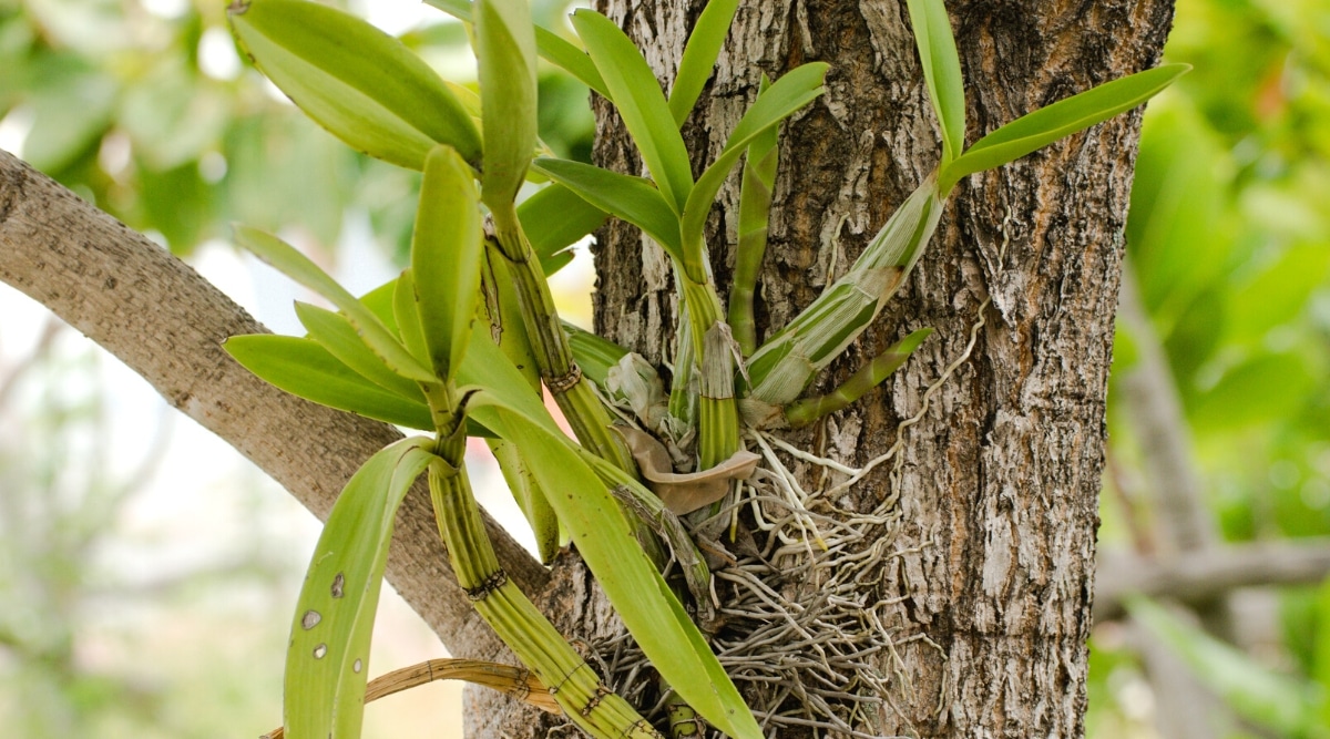 Primer plano de una orquídea que crece en el tronco de un árbol.  Las orquídeas tienen tallos gruesos de color verde con hojas largas, en forma de correa, ovaladas, de color verde brillante y raíces aéreas delgadas de color blanco grisáceo.