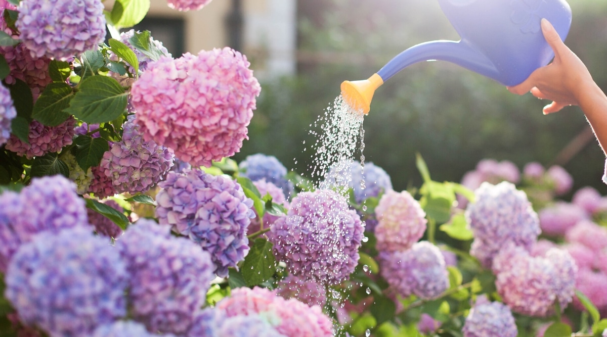 Una regadera azul rocía agua sobre las vibrantes flores de hortensias.  Las flores rosadas y moradas, resplandecientes en sus colores, beben en la refrescante ducha.  Ubicado entre los pétalos, las hojas verdes se balancean con cada gota, su tono verde contrasta maravillosamente con la exhibición floral.