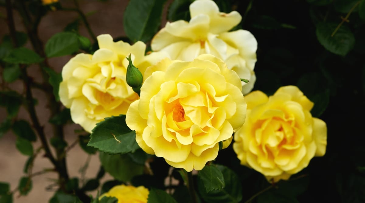 Primer plano de rosas florecientes 'Harison's Yellow' contra un fondo borroso de follaje verde oscuro.  Las flores son de tamaño mediano, dobles, con pétalos volantes, ondulados y de color amarillo brillante.