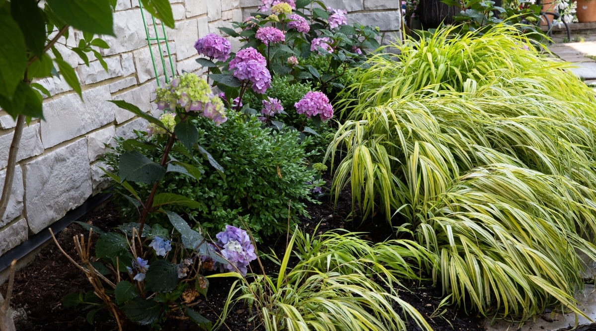Las hortensias 'BloomStruck' se encuentran entre las muchas plantas de jardín que se han plantado en este hermoso espacio al aire libre.  Las diversas plantas están dispuestas de una manera que crea una impresionante exhibición visual, con las hortensias brindando toques de color rosa y púrpura.  El jardín es exuberante y acogedor, y ofrece un refugio tranquilo para cualquiera que lo visite.