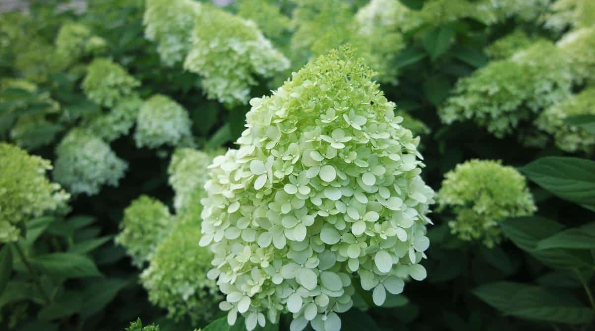 Panículas de flores de color verde pálido, casi blancas, que crecen sobre un arbusto.  El gran arbusto se desdibuja hacia el fondo.  El follaje es de color verde oscuro y ovalado con una punta puntiaguda y bordes dentados. 