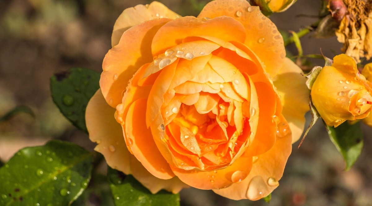 Primer plano de una flor en flor contra un fondo de jardín soleado borroso.  La flor está cubierta con gotas de agua.  La flor es grande, de color naranja brillante, de tamaño mediano, tiene una forma de rosa clásica con capas de pétalos superpuestos.