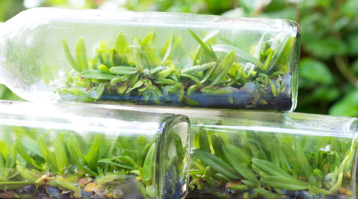 Primer plano de tres botellas de vidrio con brotes de orquídeas en el interior.  Los brotes son pequeños, tienen pequeñas hojas oblongas, ovaladas, de color verde pálido.