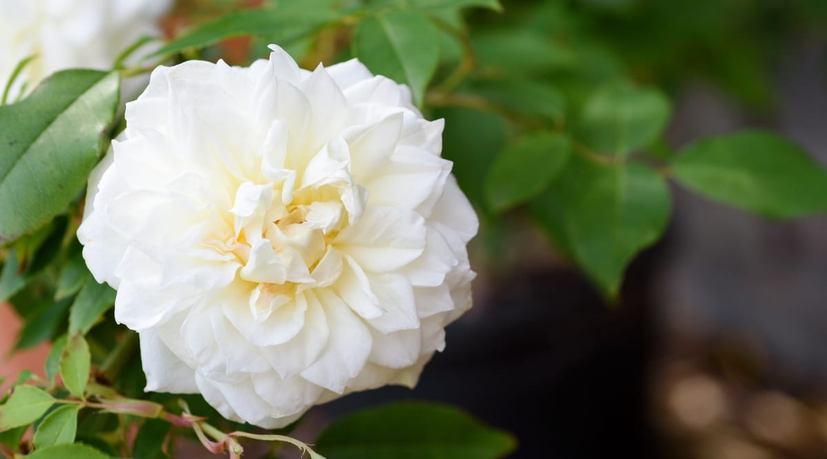 Primer plano de una rosa floreciente 'Lamarque' contra un fondo borroso de follaje verde oscuro.  La flor es grande, doble, en forma de copa, con un centro de color limón pálido y pétalos exteriores blancos.