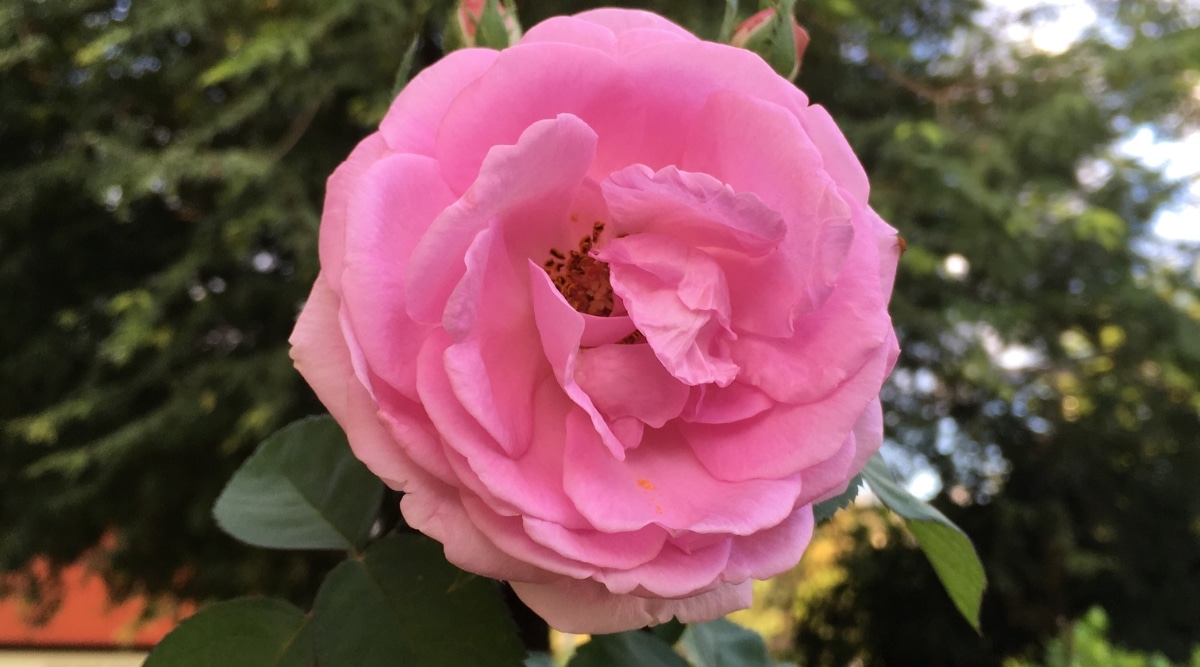 Un primer plano de Rosa 'SPICup' revela una sola flor rosa que se asemeja a un delicioso cupcake.  Sus vibrantes pétalos se despliegan como un delicado glaseado, mientras que el fondo de hojas verdes de un árbol cercano brinda una sensación de serenidad.  El fondo borroso invita al espectador a saborear la belleza de este regalo floral único.