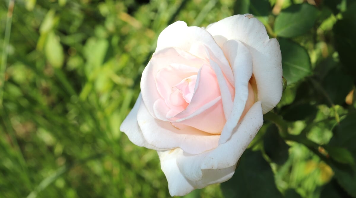 Primer plano de una rosa floreciente 'Spice' contra un fondo verde borroso.  La flor es grande, de la forma clásica de una rosa, doble, con grandes pétalos redondeados de un tono rosado cremoso dispuestos en varias capas.