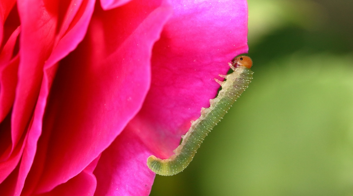 Una vista de cerca revela la delicada belleza de un pétalo de rosa rosa.  El borde del pétalo está siendo atacado por voraces larvas de moscas sierra, que lo mordisquean con sus afiladas mandíbulas y dejan un rastro de destrucción.
