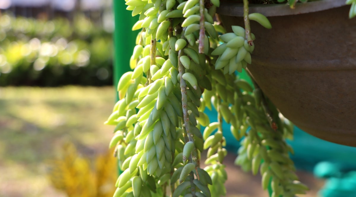 Primer plano de Sedum morganianum en una cesta colgante, en un jardín soleado.  La planta tiene tallos largos cubiertos con muchas hojas pequeñas, carnosas, en forma de lágrima, de color verde pálido.  En algunos lugares, los tallos carecen de hojas.