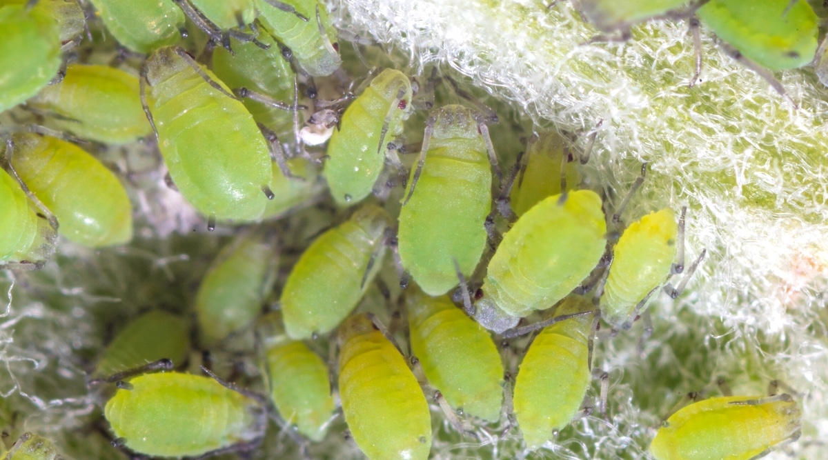 Primer plano de un enjambre de áfidos en una planta de color verde pálido con pelos blancos.  Los áfidos son insectos diminutos, de cuerpo blando, de forma ovalada, de color verde pálido que chupan la savia de la planta.