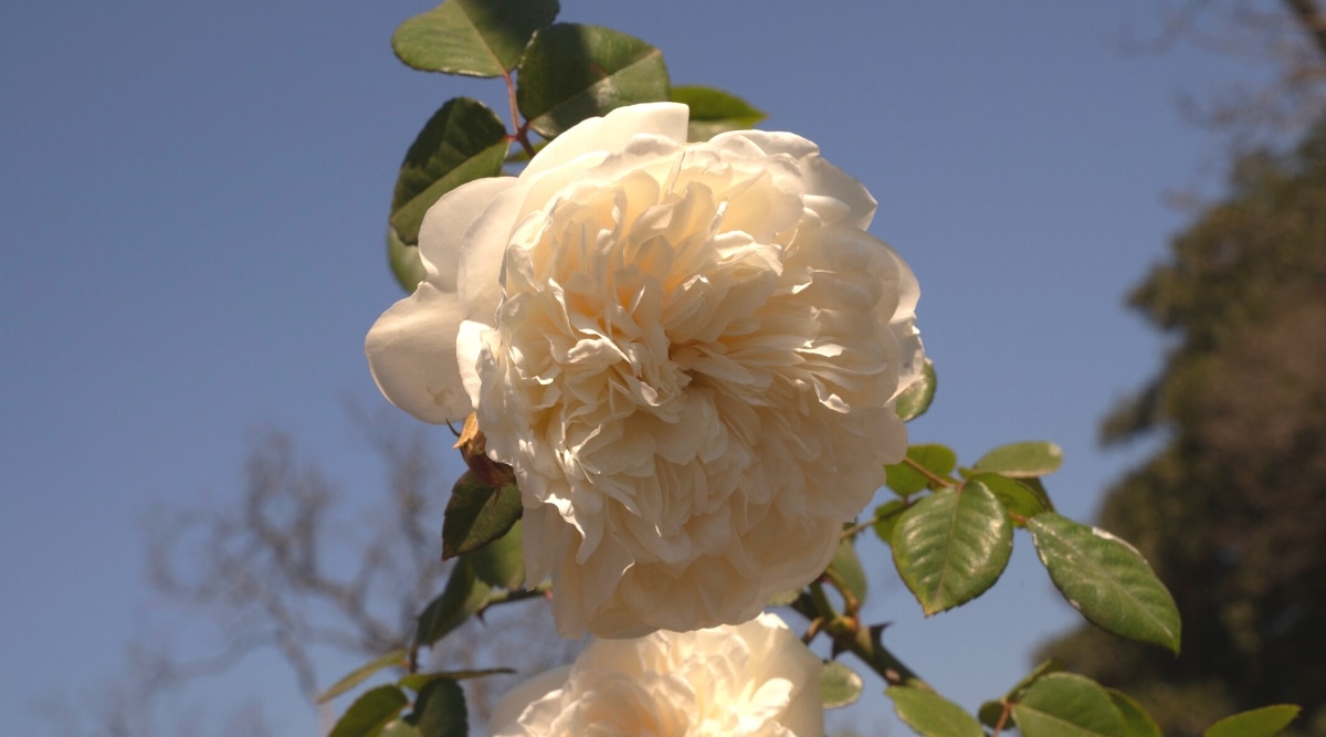Primer plano de una flor rosa 'Sombreuil' contra un cielo azul en un jardín.  La flor es grande, delicada, de color crema con pétalos dobles.  Las hojas son de color verde oscuro, pinnadas compuestas, con folíolos ovalados brillantes con bordes dentados.