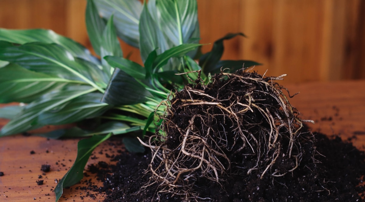 Descansando sobre una mesa marrón, una planta de Peace Lily muestra sus raíces expuestas y su suelo oscuro.  Las deliciosas hojas verdes se extienden en varias direcciones, creando una elegante exhibición del intrincado diseño de la naturaleza.  Las raíces, entrelazadas y nutridas por el suelo, simbolizan la base invisible que sustenta el crecimiento de la planta.